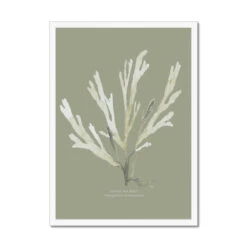 Olive Green Seaweed Art Print | Botanical Wall Decor | Papery Fan Weed - Framed 7 Olive Green Seaweed Art Print | Botanical Wall Decor | Papery Fan Weed - Framed -Beach House Art 09008224 c493 432b 86f7 2056788ecbd5