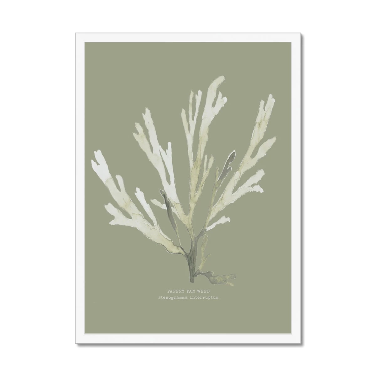 Olive Green Seaweed Art Print | Botanical Wall Decor | Papery Fan Weed - Framed Olive Green Seaweed Art Print | Botanical Wall Decor | Papery Fan Weed - Framed -Beach House Art 09008224 c493 432b 86f7 2056788ecbd5