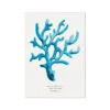 Coral Wall Art | Sea Blue Coral Painting | Specimen 1 - Unframed -Beach House Art 09b412bd a340 45a4 a94b c2d2a1ecaea6