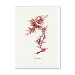 Sea Oak No 2 Seaweed Print |Pressed Seaweed Art - Framed -Beach House Art 0b54cb83 da3e 4a85 bb0e 27b25baeb2d4
