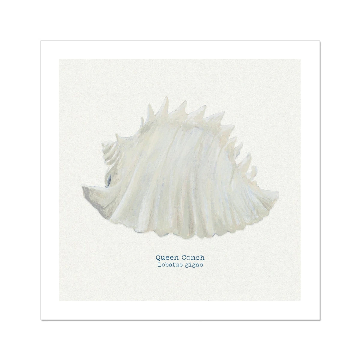 Hand-painted Conch Shell Art Print | Natural Background - Unframed Hand-painted Conch Shell Art Print | Natural Background - Unframed -Beach House Art 0b9a7c70 d61c 41fb bb1b e32187f63971