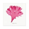 Beautiful Fan Weed No 3 Seaweed Print |Pressed Seaweed Art - Unframed