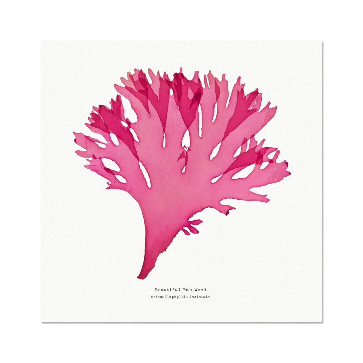 Beautiful Fan Weed No 3 Seaweed Print |Pressed Seaweed Art - Unframed Beautiful Fan Weed No 3 Seaweed Print |Pressed Seaweed Art - Unframed -Beach House Art 0c4696a0 248a 4b7c 8a13 f150fd8f2259