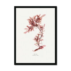 Sea Oak No 2 Seaweed Print |Pressed Seaweed Art - Framed