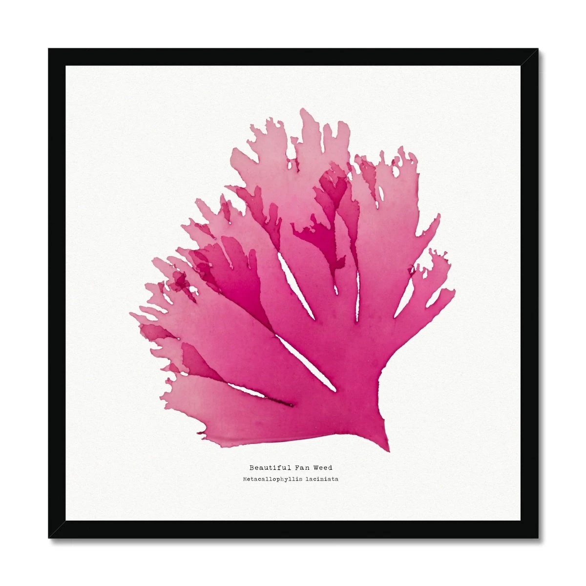 Beautiful Fan Weed No 1 Seaweed Print |Pressed Seaweed Art - Framed Beautiful Fan Weed No 1 Seaweed Print |Pressed Seaweed Art - Framed -Beach House Art 1b795e0c 2c5d 4c5e 83e6 bbac80f2cebb