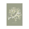 Olive Green Seaweed Art Print | Botanical Wall Decor | Stalked Leaf Bearer - Unframed 1 Olive Green Seaweed Art Print | Botanical Wall Decor | Stalked Leaf Bearer - Unframed -Beach House Art 1be36a02 8ad0 4398 bb2c 50b483a8e13d