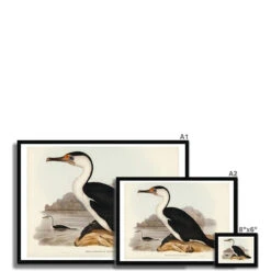 Cormorant Painting | Vintage Bird Art Print - Framed 11 Cormorant Painting | Vintage Bird Art Print - Framed -Beach House Art 1f223540 2dbb 4141 9b19 3ed2a2dbe91c