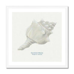 Hand-painted Whelk Shell Art Print | Natural Background - Framed 6 Hand-painted Whelk Shell Art Print | Natural Background - Framed -Beach House Art 2454ffad 3a89 4b63 83a8 9bbafbaa628f