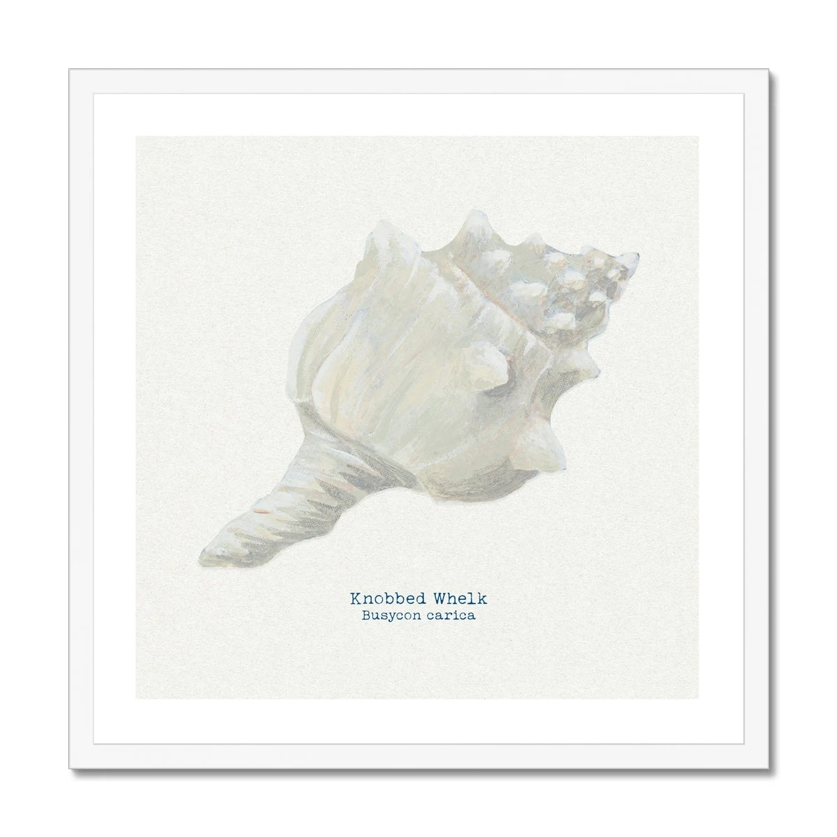 Hand-painted Whelk Shell Art Print | Natural Background - Framed Hand-painted Whelk Shell Art Print | Natural Background - Framed -Beach House Art 2454ffad 3a89 4b63 83a8 9bbafbaa628f