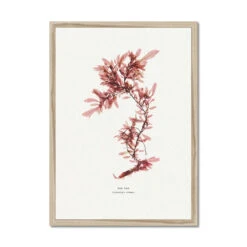 Sea Oak No 2 Seaweed Print |Pressed Seaweed Art - Framed -Beach House Art 2580d77e 1bb3 47ab ba7b 5686fe49b712