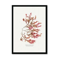 Siphoned Feather Weed No 1 Seaweed Print |Pressed Seaweed Art - Framed 4 Siphoned Feather Weed No 1 Seaweed Print |Pressed Seaweed Art - Framed -Beach House Art 273b4df9 5296 4ae7 9daf cb3e822f25b5