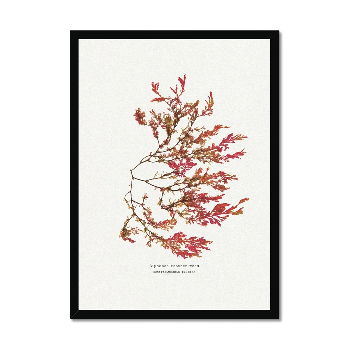 Siphoned Feather Weed No 1 Seaweed Print |Pressed Seaweed Art - Framed Siphoned Feather Weed No 1 Seaweed Print |Pressed Seaweed Art - Framed -Beach House Art 273b4df9 5296 4ae7 9daf cb3e822f25b5