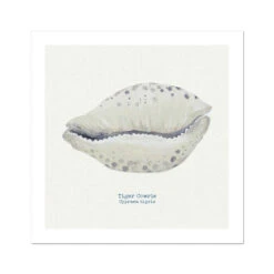 Hand-painted Cowrie Shell Art Print | Natural Background - Unframed