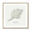 Hand-painted Whelk Shell Art Print | Natural Background - Framed 1 Hand-painted Whelk Shell Art Print | Natural Background - Framed -Beach House Art 3b1c33b3 768e 4241 8b88 a41a5a9a1942