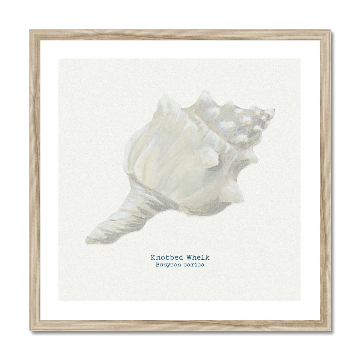 Hand-painted Whelk Shell Art Print | Natural Background - Framed Hand-painted Whelk Shell Art Print | Natural Background - Framed -Beach House Art 3b1c33b3 768e 4241 8b88 a41a5a9a1942