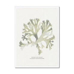 Green Seaweed Art Print | Botanical Watercolour Wall Decor | Stalked Leaf Bearer - Framed 5 Green Seaweed Art Print | Botanical Watercolour Wall Decor | Stalked Leaf Bearer - Framed -Beach House Art 3cbfb738 4b8c 42ee 9fb5 d852264692fe
