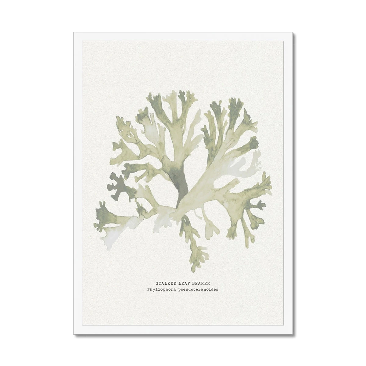 Green Seaweed Art Print | Botanical Watercolour Wall Decor | Stalked Leaf Bearer - Framed Green Seaweed Art Print | Botanical Watercolour Wall Decor | Stalked Leaf Bearer - Framed -Beach House Art 3cbfb738 4b8c 42ee 9fb5 d852264692fe