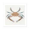 Vintage Crab Painting | Shellfish Wall Art Print - Unframed 1 Vintage Crab Painting | Shellfish Wall Art Print - Unframed -Beach House Art 3d3992a5 cc1e 47a2 95df beb4c9468afc 78cd3c4b 1e47 4f3c 8855 265ce25997fa