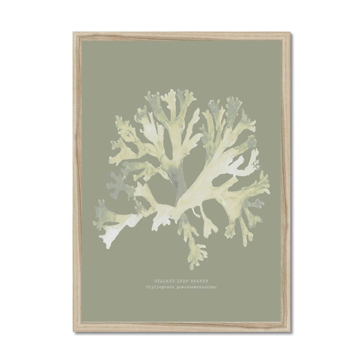 Olive Green Seaweed Art Print | Botanical Wall Decor | Stalked Leaf Bearer - Framed Olive Green Seaweed Art Print | Botanical Wall Decor | Stalked Leaf Bearer - Framed -Beach House Art 3e022c2d 0e5c 4029 85bf 4184c6f2ee9b