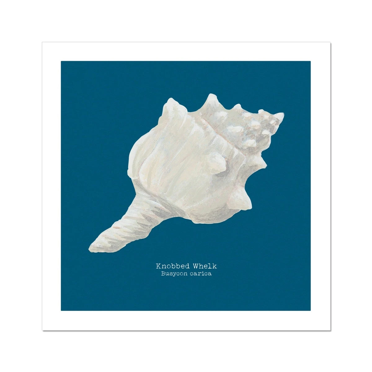 Hand-painted Whelk Shell Art Print | Marine Blue Background - Unframed Hand-painted Whelk Shell Art Print | Marine Blue Background - Unframed -Beach House Art 453f918f e521 4611 86a9 54a5df86a3fb