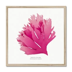 Beautiful Fan Weed No 1 Seaweed Print |Pressed Seaweed Art - Framed 6 Beautiful Fan Weed No 1 Seaweed Print |Pressed Seaweed Art - Framed -Beach House Art 4a6caa61 1fa1 4c36 8d35 760770526a23