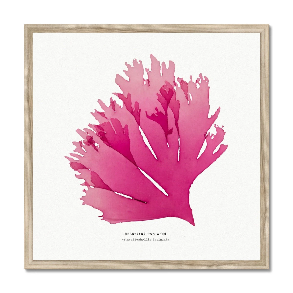 Beautiful Fan Weed No 1 Seaweed Print |Pressed Seaweed Art - Framed Beautiful Fan Weed No 1 Seaweed Print |Pressed Seaweed Art - Framed -Beach House Art 4a6caa61 1fa1 4c36 8d35 760770526a23