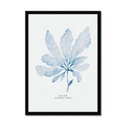 Blue Watercolour Seaweed Art Print | Sea Oak Seaweed Painting - Framed 7 Blue Watercolour Seaweed Art Print | Sea Oak Seaweed Painting - Framed -Beach House Art 4adb71f8 b260 4e9e a0bb ae6173f0e02c