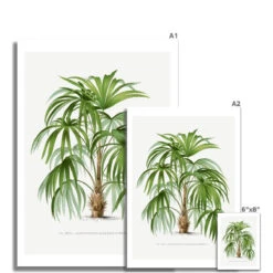 Macaw Palm Tree Print | Vintage Botanical Art Print - Unframed 7 Macaw Palm Tree Print | Vintage Botanical Art Print - Unframed -Beach House Art 4d323085 ed58 4902 a213 6d2e443d949a 725b1f7c cb75 4c86 92fe 721d087482c0