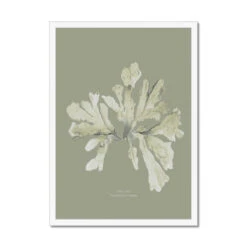 Olive Green Seaweed Art Print | Botanical Wall Decor | Sea Oak - Framed -Beach House Art 52124811 bbb8 494c b9b0 b745d005e0e1