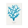 Coral Wall Art | Sea Blue Coral Painting | Specimen 2 - Unframed