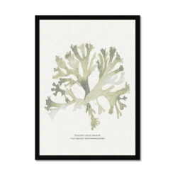 Green Seaweed Art Print | Botanical Watercolour Wall Decor | Stalked Leaf Bearer - Framed 4 Green Seaweed Art Print | Botanical Watercolour Wall Decor | Stalked Leaf Bearer - Framed -Beach House Art 52217ed6 c18b 4d1f a52a 8653620cbaa9