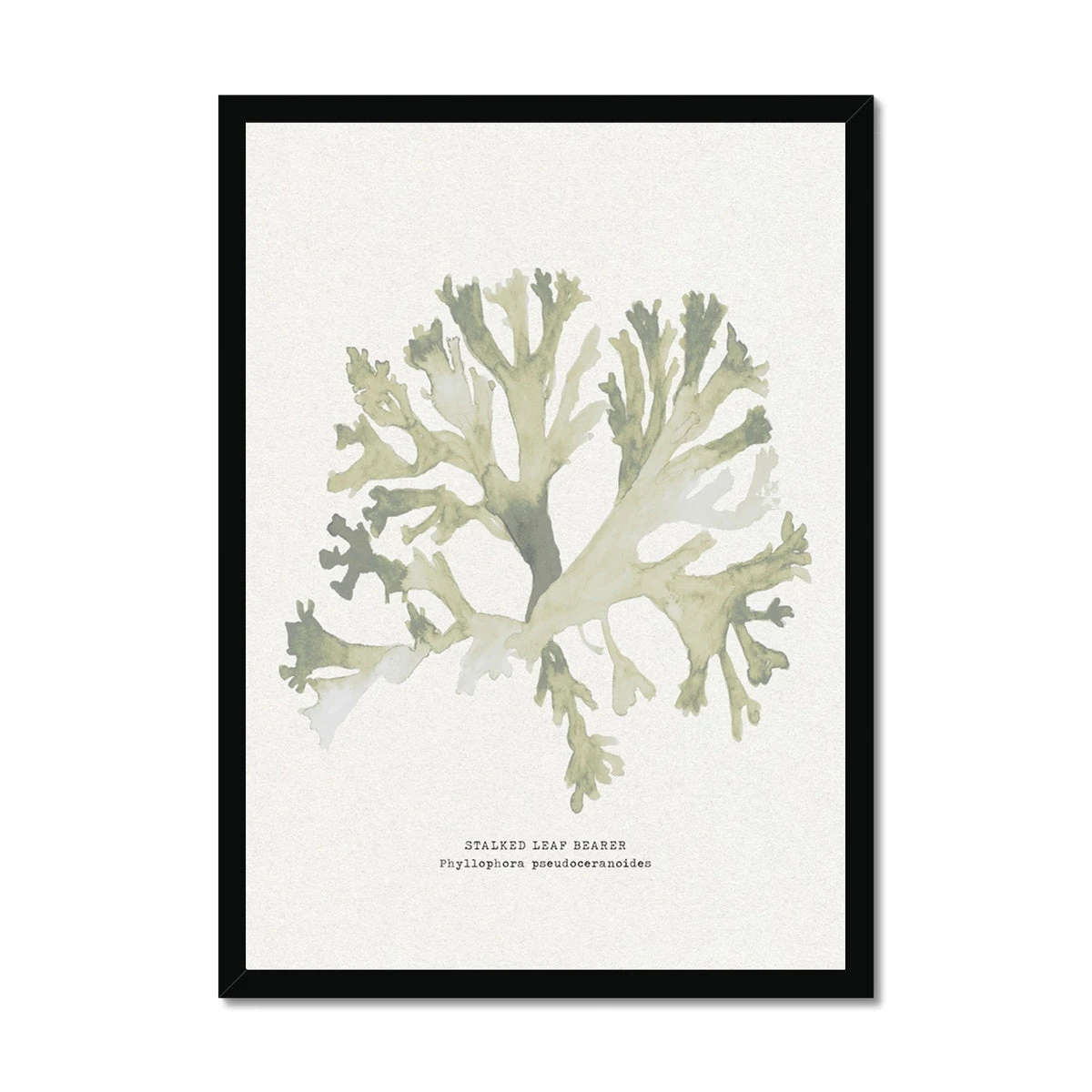Green Seaweed Art Print | Botanical Watercolour Wall Decor | Stalked Leaf Bearer - Framed Green Seaweed Art Print | Botanical Watercolour Wall Decor | Stalked Leaf Bearer - Framed -Beach House Art 52217ed6 c18b 4d1f a52a 8653620cbaa9