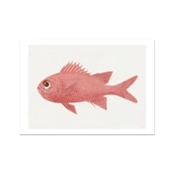 Vintage Fish Painting No. 3 | Fish Wall Art - Unframed