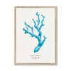 Coral Wall Art | Sea Blue Coral Painting | Specimen 4 - Framed