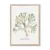 Green Seaweed Art Print | Botanical Watercolour Wall Decor | Stalked Leaf Bearer - Framed 1 Green Seaweed Art Print | Botanical Watercolour Wall Decor | Stalked Leaf Bearer - Framed -Beach House Art 6c579abb 7cbd 40b9 9ef7 f43bd31d5657