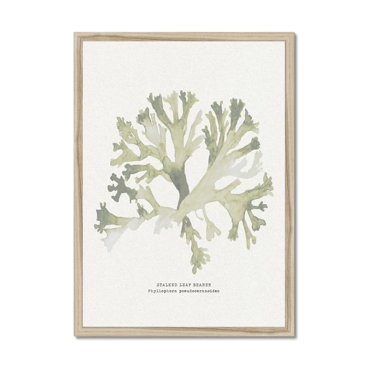 Green Seaweed Art Print | Botanical Watercolour Wall Decor | Stalked Leaf Bearer - Framed Green Seaweed Art Print | Botanical Watercolour Wall Decor | Stalked Leaf Bearer - Framed -Beach House Art 6c579abb 7cbd 40b9 9ef7 f43bd31d5657