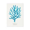 Coral Wall Art | Sea Blue Coral Painting | Specimen 8 - Unframed 1 Coral Wall Art | Sea Blue Coral Painting | Specimen 8 - Unframed -Beach House Art 6c60e51b 039c 4562 b9f6 cdd5ec056663