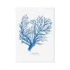 Coral Print | Marine Blue Coral Painting No 1 - Unframed 2 Coral Print | Marine Blue Coral Painting No 1 - Unframed -Beach House Art 6e6fffe6 04c0 4af1 a883 9ae4c756a1cc