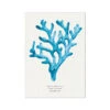 Coral Wall Art | Sea Blue Coral Painting | Specimen 3 - Unframed