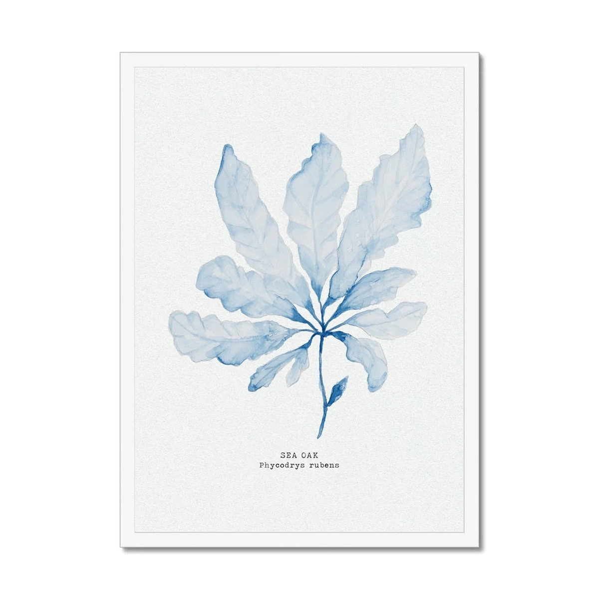 Blue Watercolour Seaweed Art Print | Sea Oak Seaweed Painting - Framed Blue Watercolour Seaweed Art Print | Sea Oak Seaweed Painting - Framed -Beach House Art 79cf1413 74a6 42f3 a493 9521017f7b99