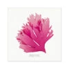 Beautiful Fan Weed No 1 Seaweed Print |Pressed Seaweed Art - Unframed