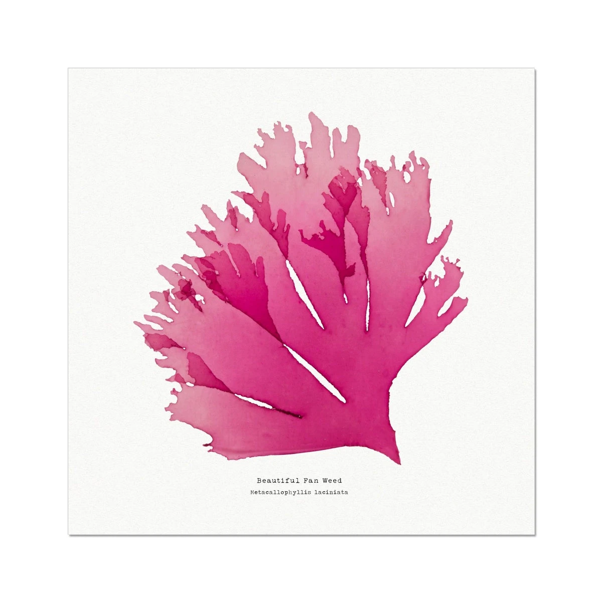 Beautiful Fan Weed No 1 Seaweed Print |Pressed Seaweed Art - Unframed Beautiful Fan Weed No 1 Seaweed Print |Pressed Seaweed Art - Unframed -Beach House Art 7a0464e4 aa2a 4a04 92b7 8cff98d1456f