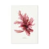 Seaweed Print Wall Art | Sea Oak No 1 - Unframed 2 Seaweed Print Wall Art | Sea Oak No 1 - Unframed -Beach House Art 7c334729 e3c3 445d 86d1 aff50e60947a