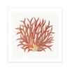 Reef Coral Print No 4 | Vintage Coral Art Print - Unframed -Beach House Art 7e62d4ff 8c80 4ba9 9a0b 20c65a529c3e