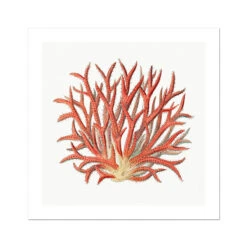 Reef Coral Print No 4 | Vintage Coral Art Print - Unframed