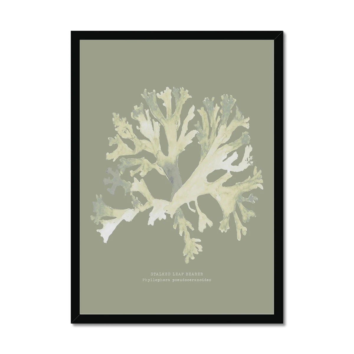 Olive Green Seaweed Art Print | Botanical Wall Decor | Stalked Leaf Bearer - Framed Olive Green Seaweed Art Print | Botanical Wall Decor | Stalked Leaf Bearer - Framed -Beach House Art 80e820dd c006 4f95 a72a e0561c5c0a6e