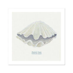 Hand-painted Clam Shell Art Print | Natural Background - Unframed