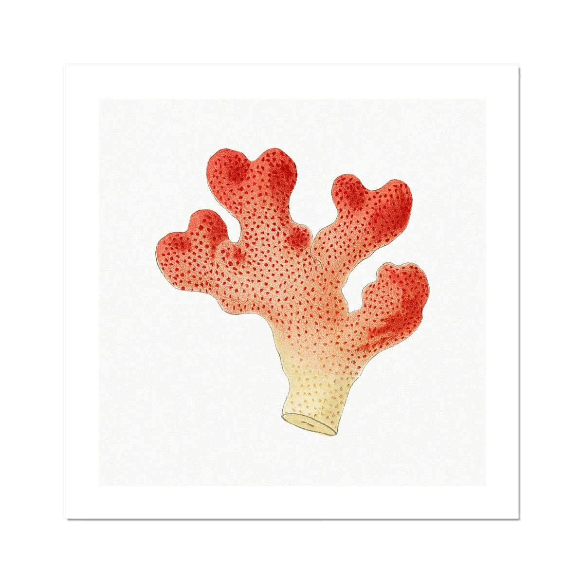 Reef Coral Print No 1 | Vintage Coral Wall Art - Unframed Reef Coral Print No 1 | Vintage Coral Wall Art - Unframed -Beach House Art 8b5e2d5d 0b63 4c9c b1df 1174b5dbbf40