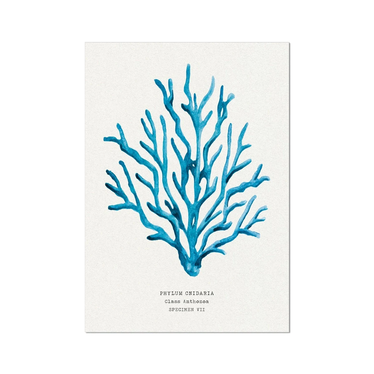 Coral Wall Art | Sea Blue Coral Print | Specimen 7 - Unframed Coral Wall Art | Sea Blue Coral Print | Specimen 7 - Unframed -Beach House Art 989a58d4 5198 436c ab54 1a701d821d59