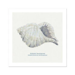 Hand-painted Ribbed Shell Art Print | Natural Background - Unframed